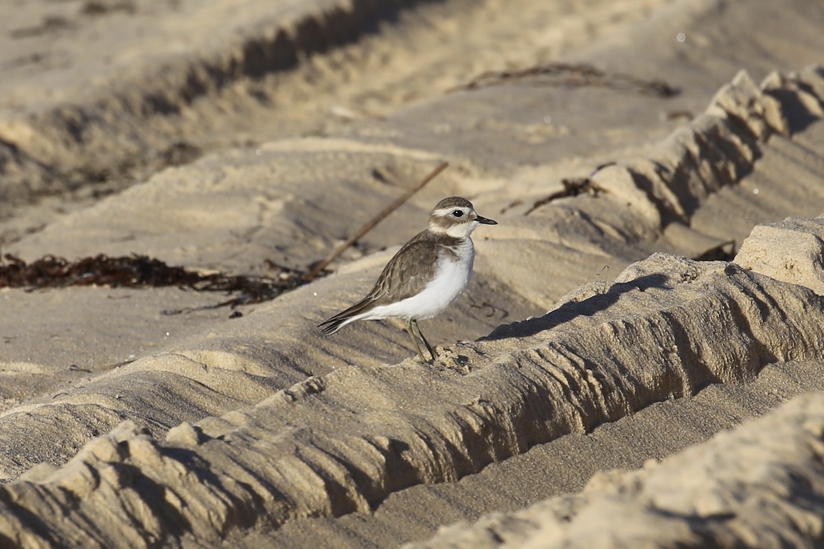 Double-banded Plover - ML618924644
