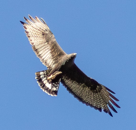 Zone-tailed Hawk - ML618924651