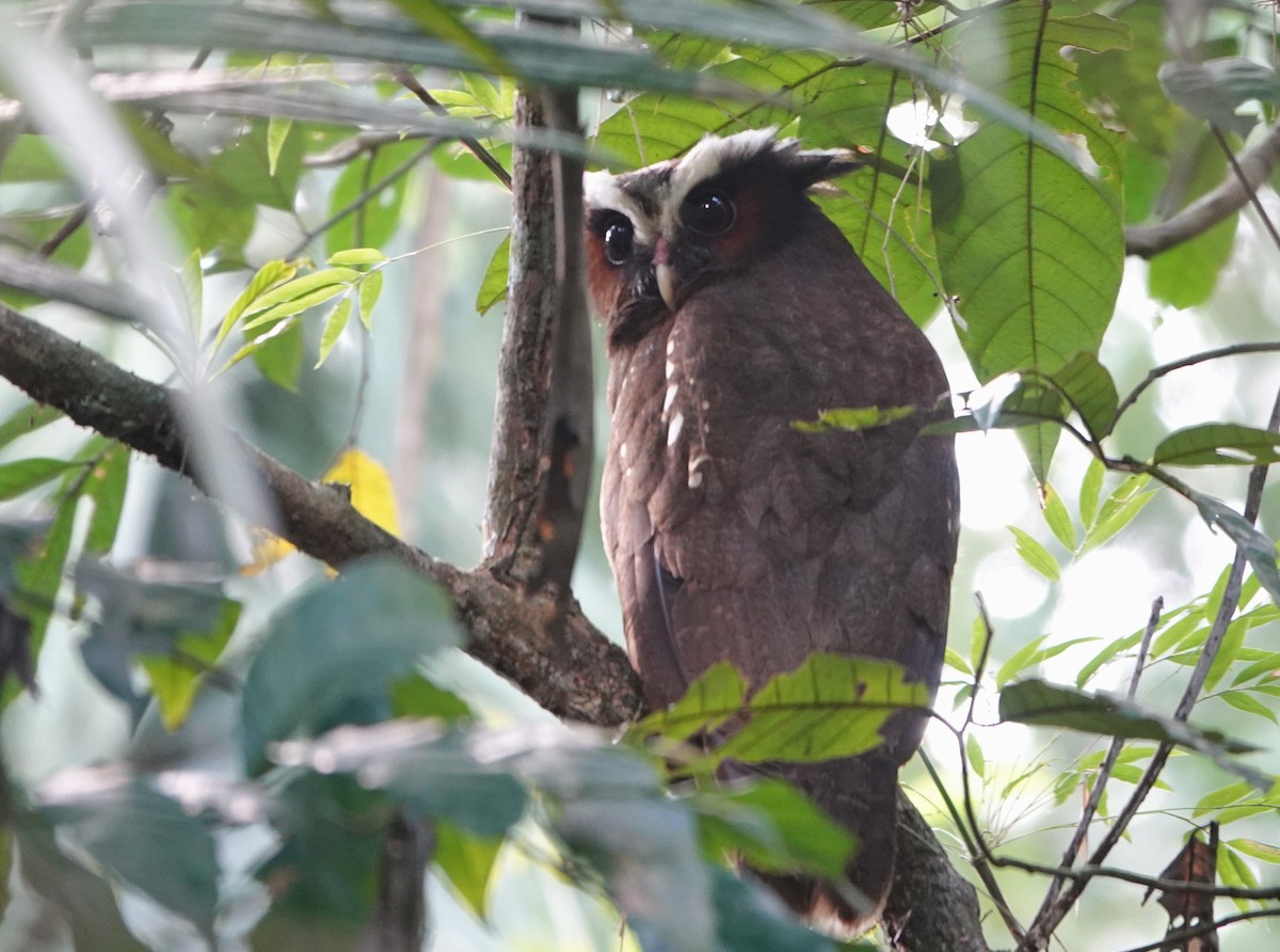 Crested Owl - ML618924658
