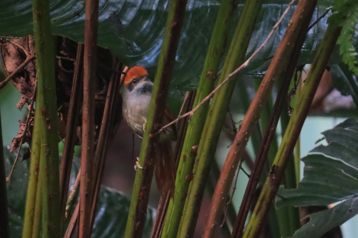 Rufous-capped Spinetail - ML618924672
