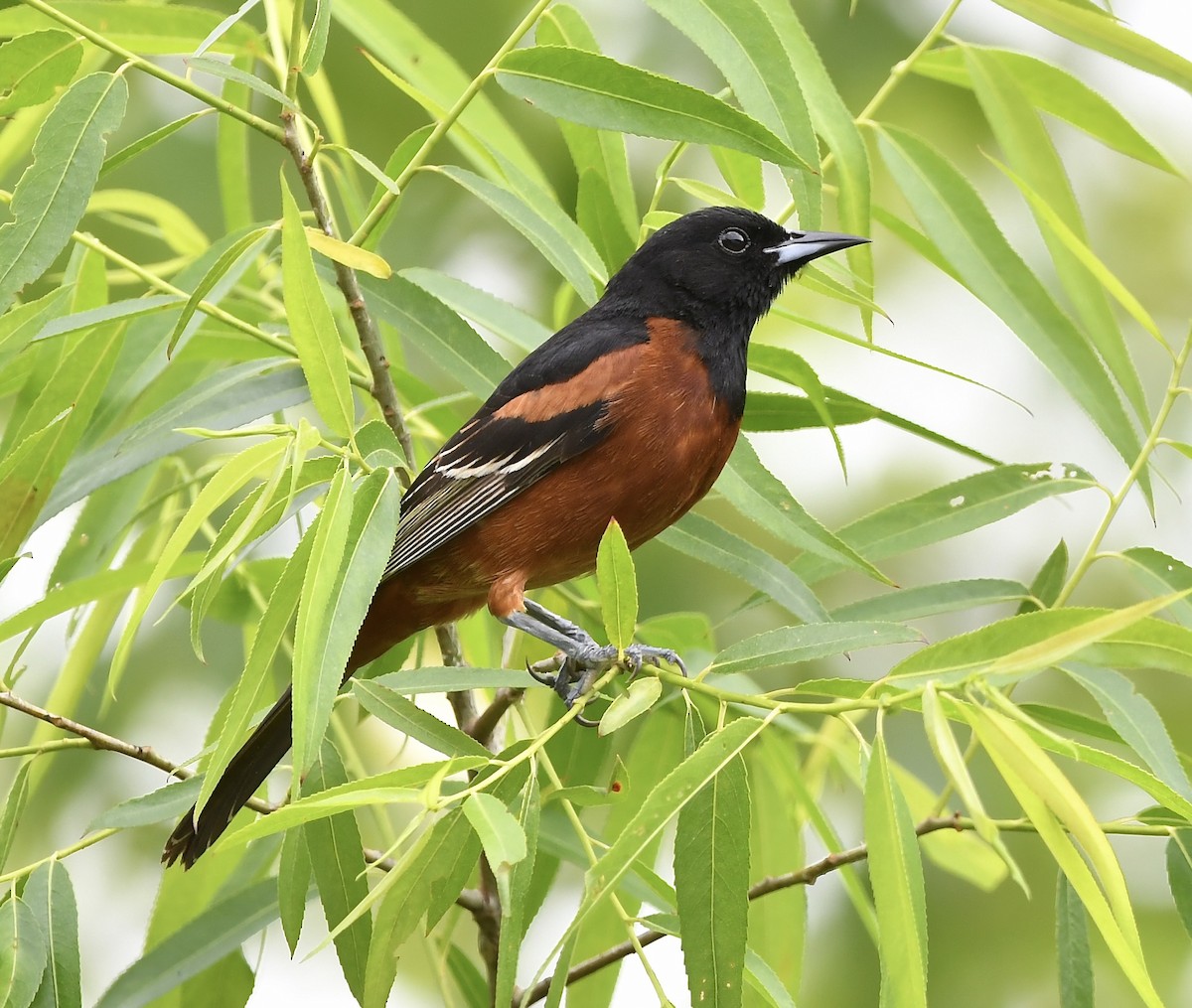 Orchard Oriole - ML618924673