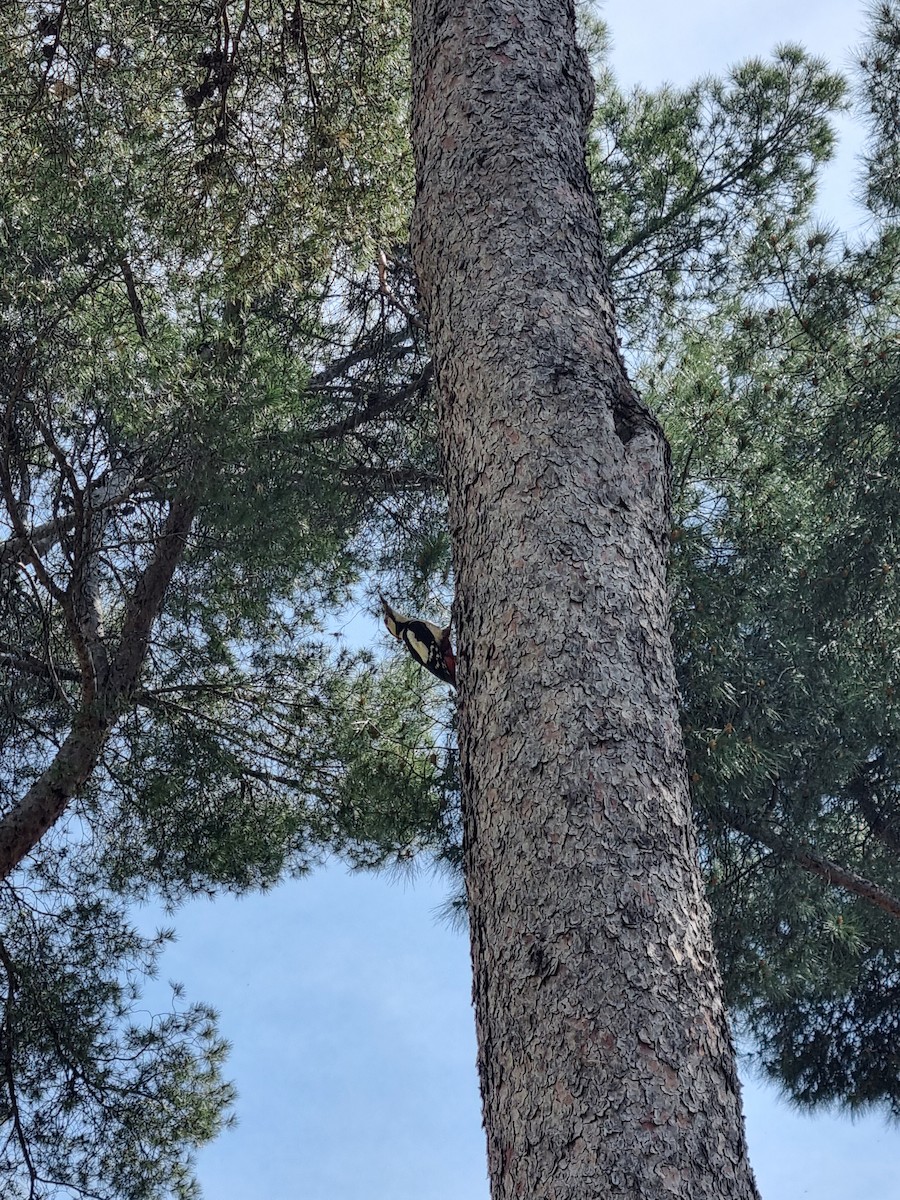 Great Spotted Woodpecker - ML618924735