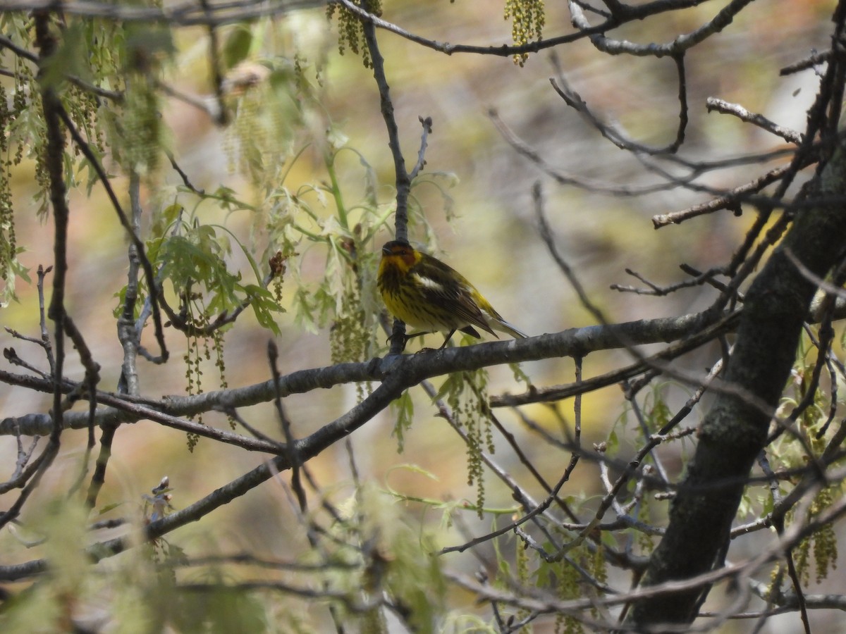 Cape May Warbler - ML618924736