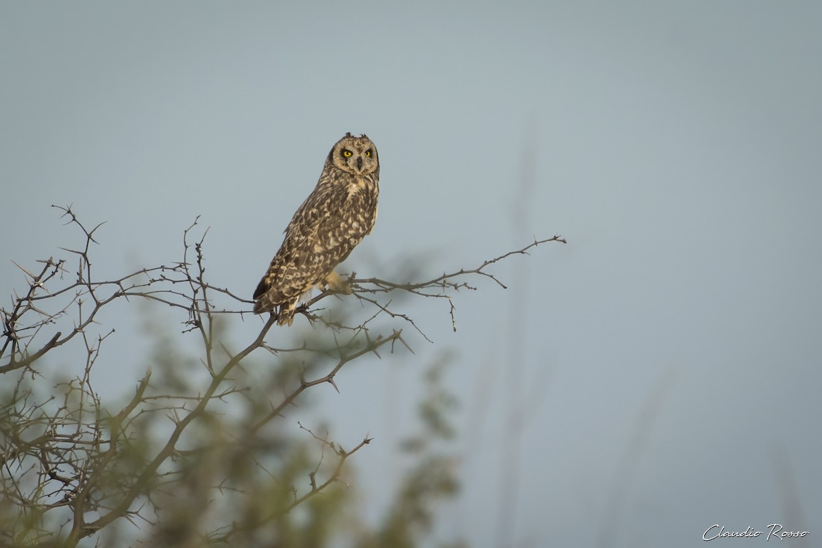 Short-eared Owl - ML618924742