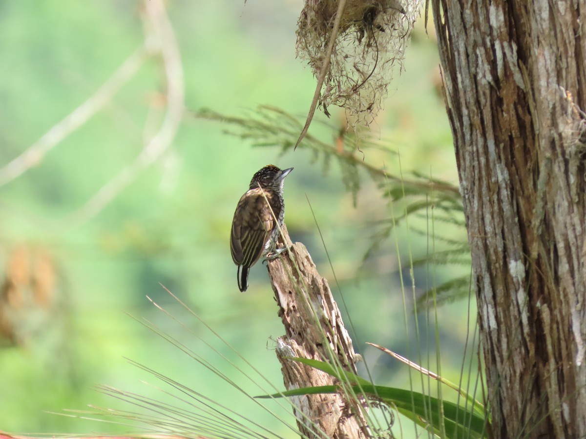 Scaled Piculet - ML618924760