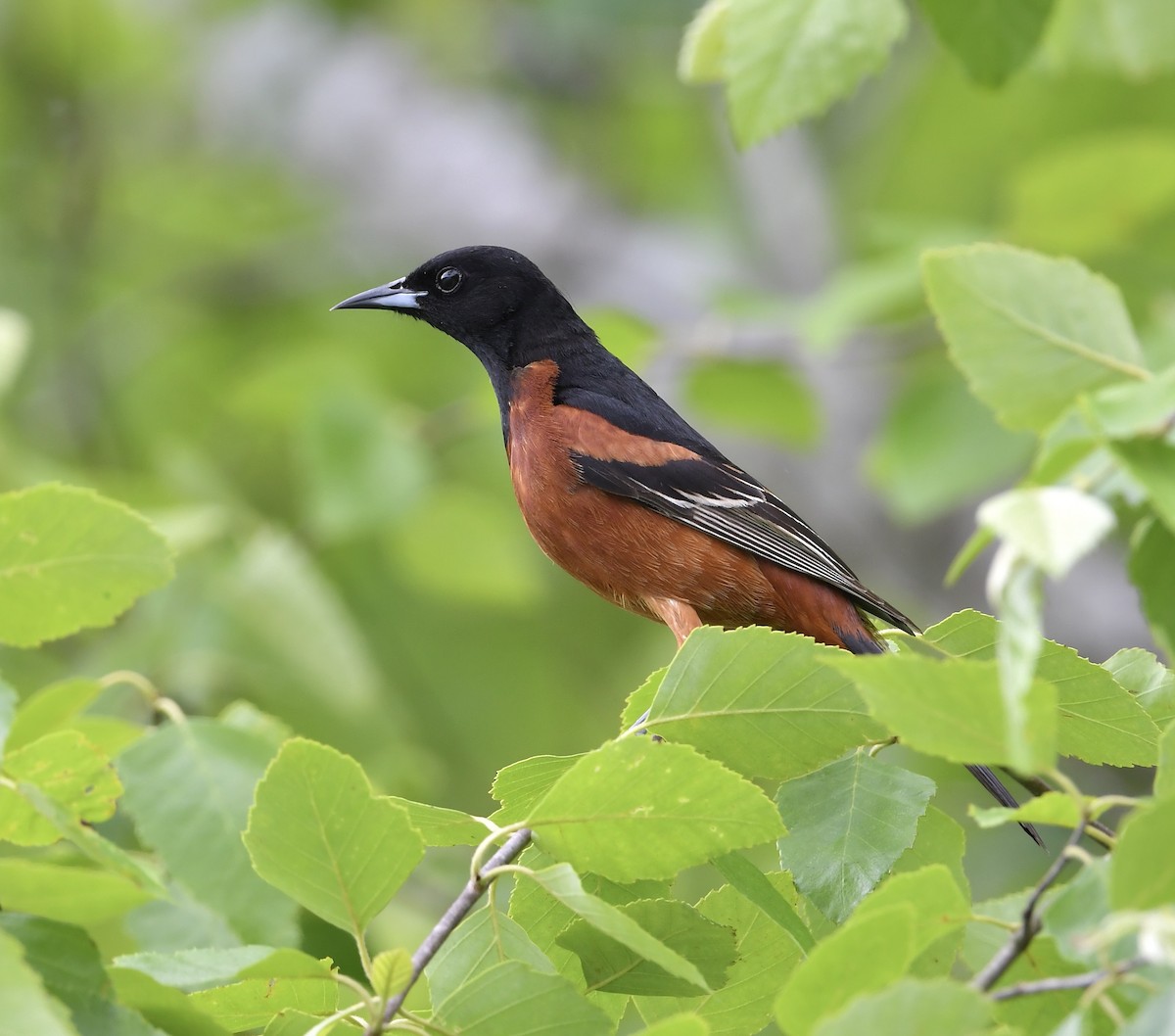 Orchard Oriole - ML618924790