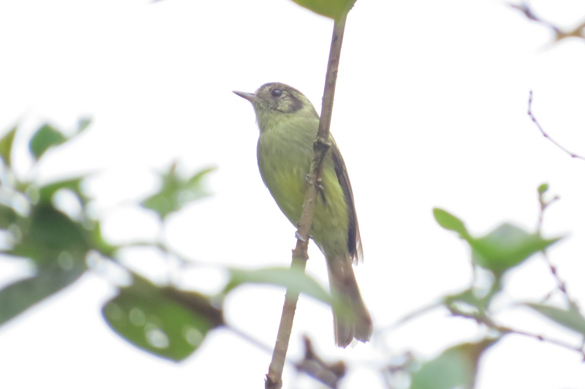 Sepia-capped Flycatcher - ML618924850