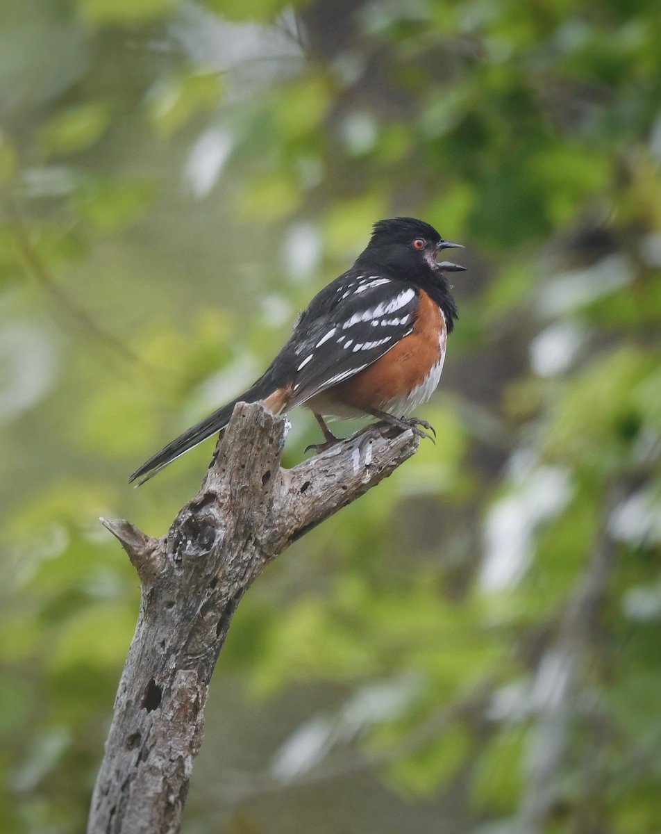 Spotted Towhee - Caleb P.
