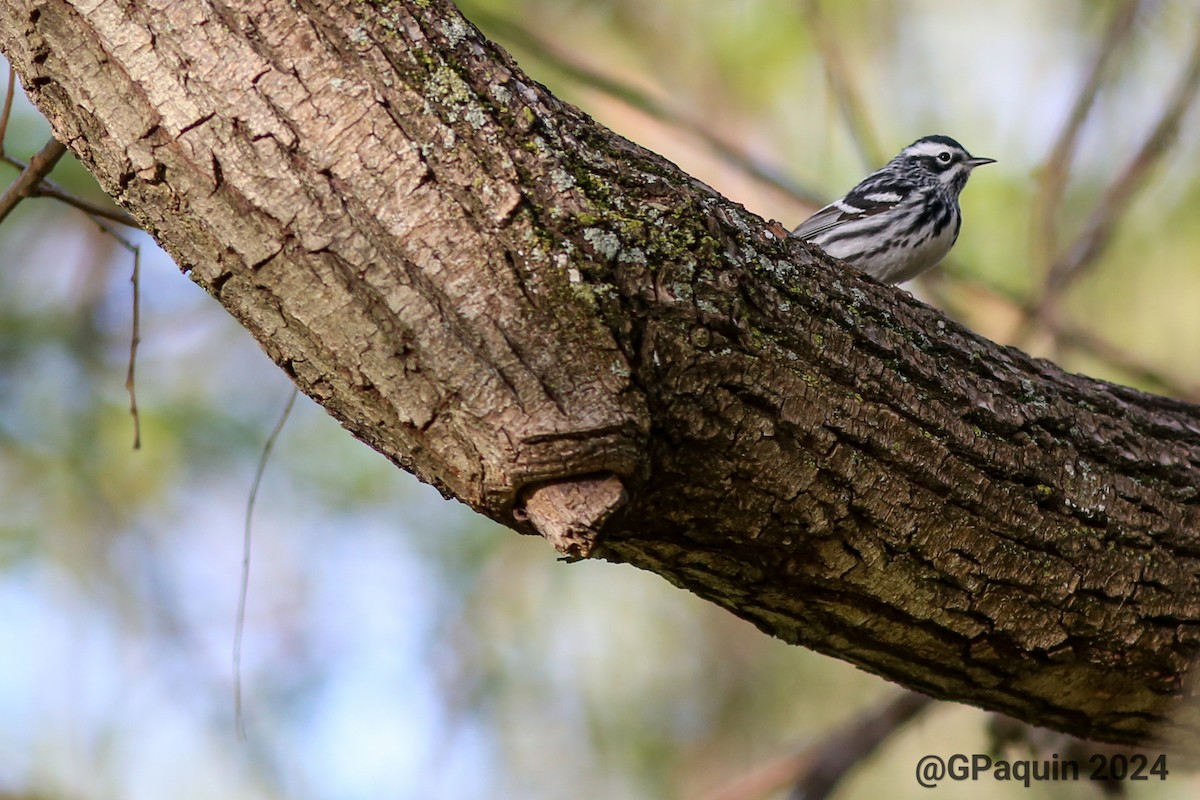 Black-and-white Warbler - Guy Paquin