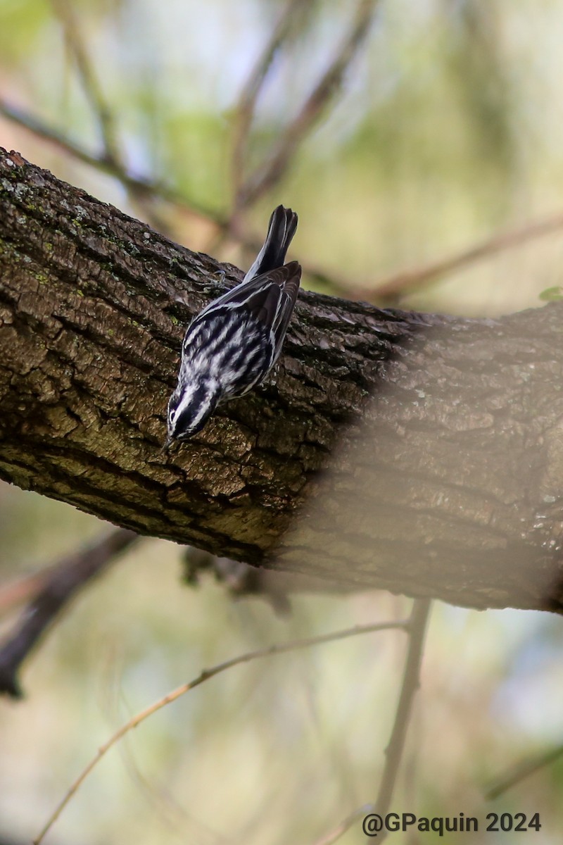 Black-and-white Warbler - ML618924865