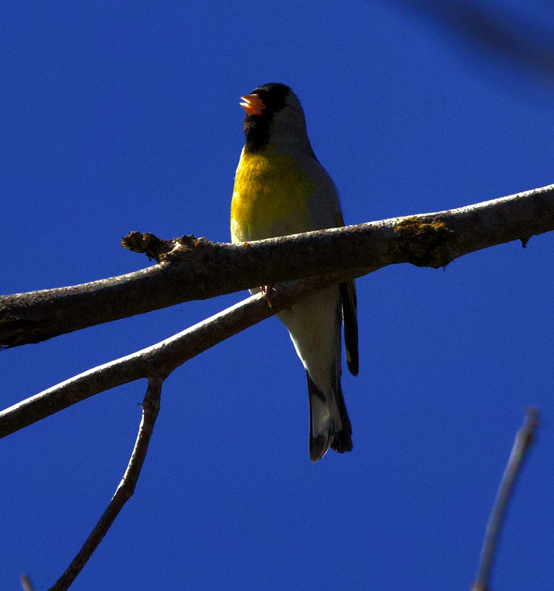 Lawrence's Goldfinch - ML618924896