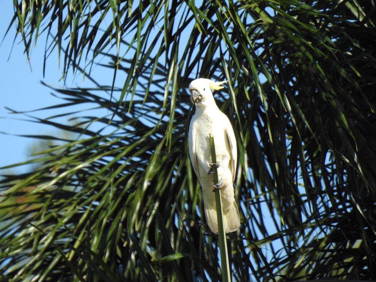 Sulphur-crested Cockatoo - Monica Mesch