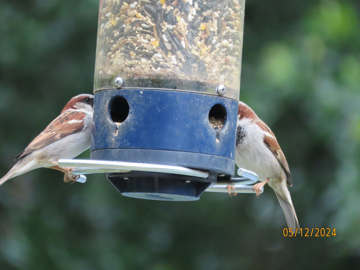 House Sparrow - ML618924971