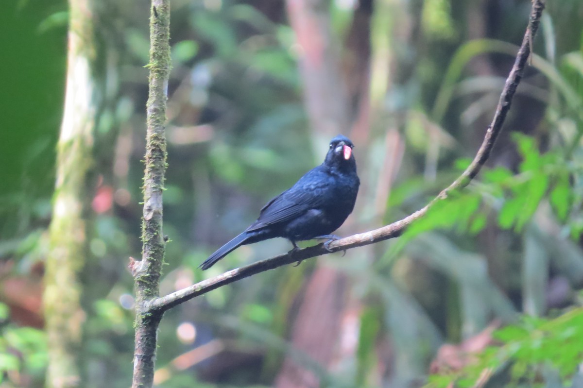 Ruby-crowned Tanager - ML618924989
