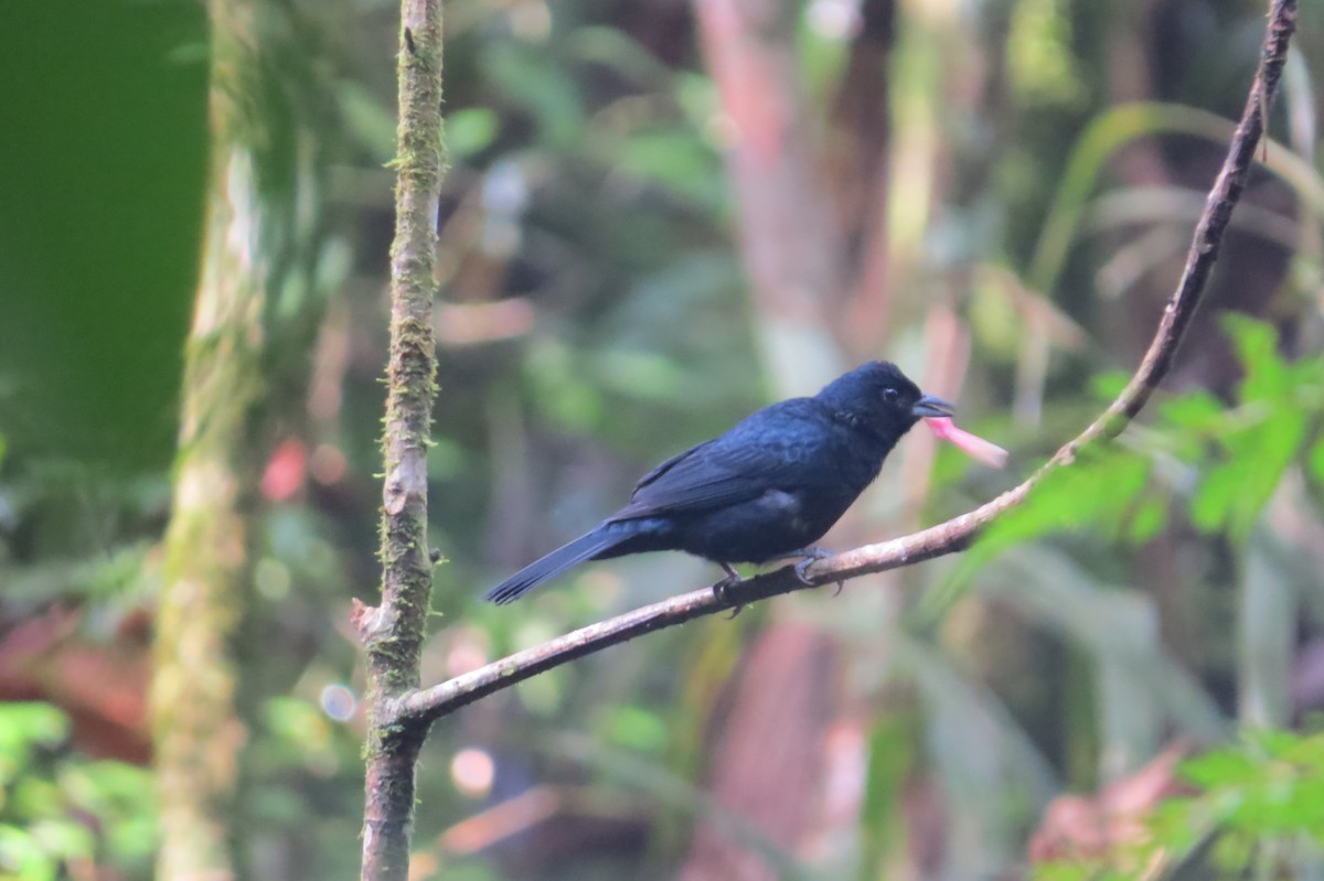Ruby-crowned Tanager - ML618924990