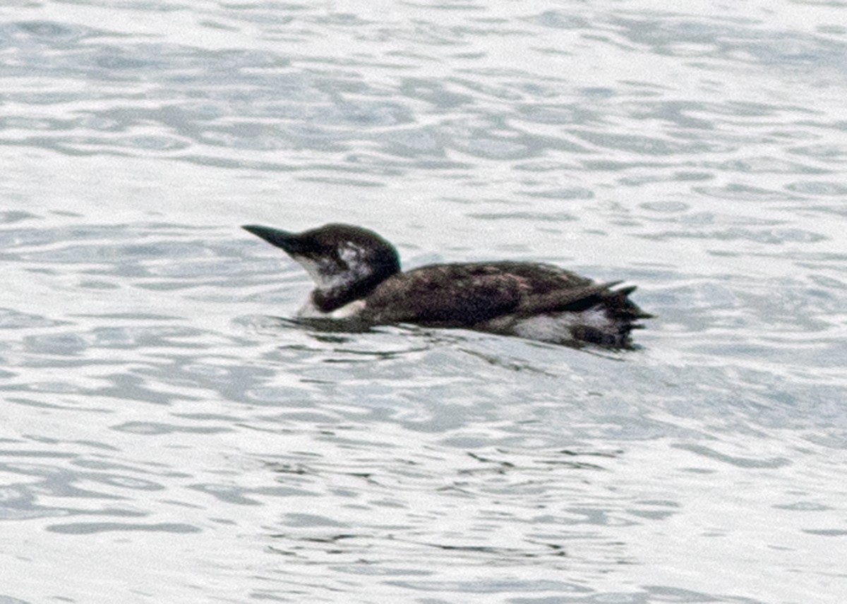 Common Murre - Mark and Holly Salvato