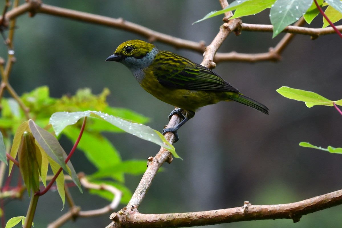 Silver-throated Tanager - ML618925007