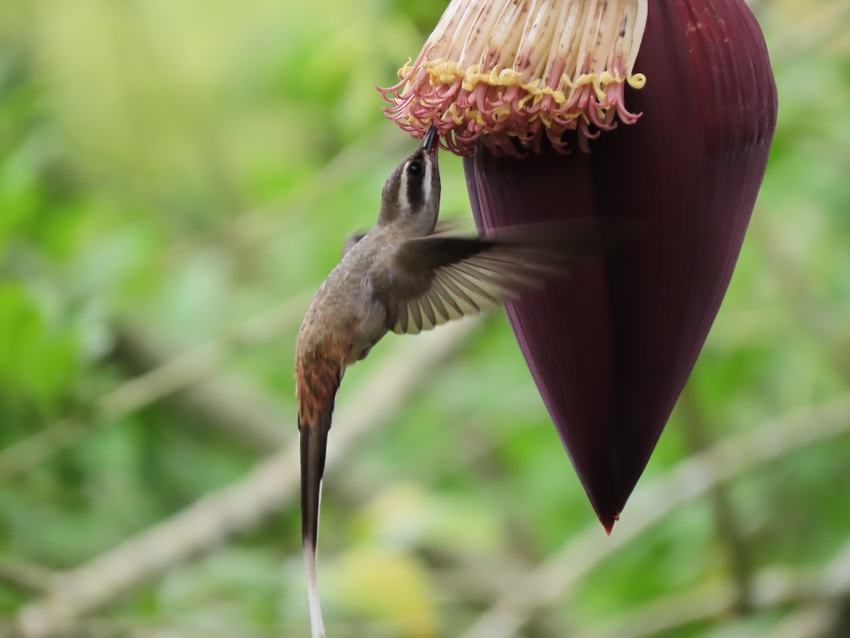 Серобрюхий колибри-отшельник - ML618925015