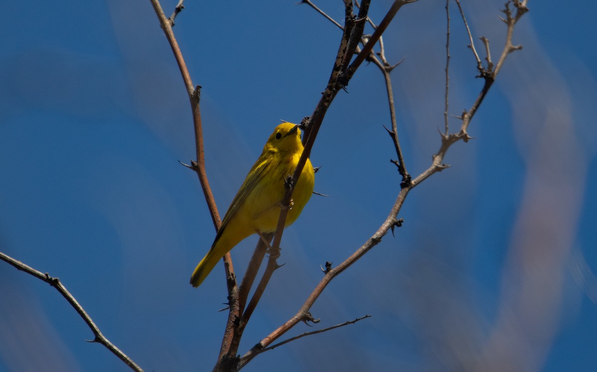 Yellow Warbler - ML618925021