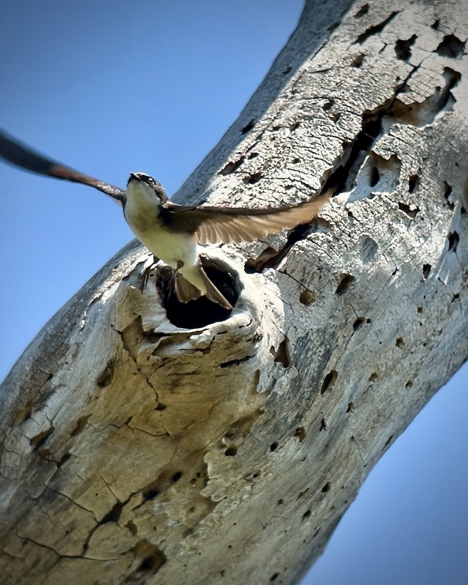 Tree Swallow - ML618925025