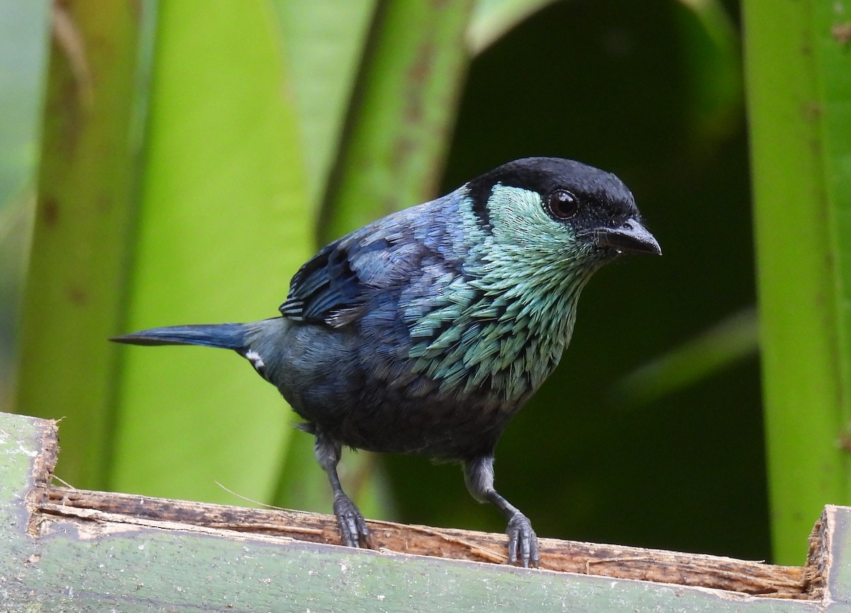 Black-capped Tanager - ML618925041
