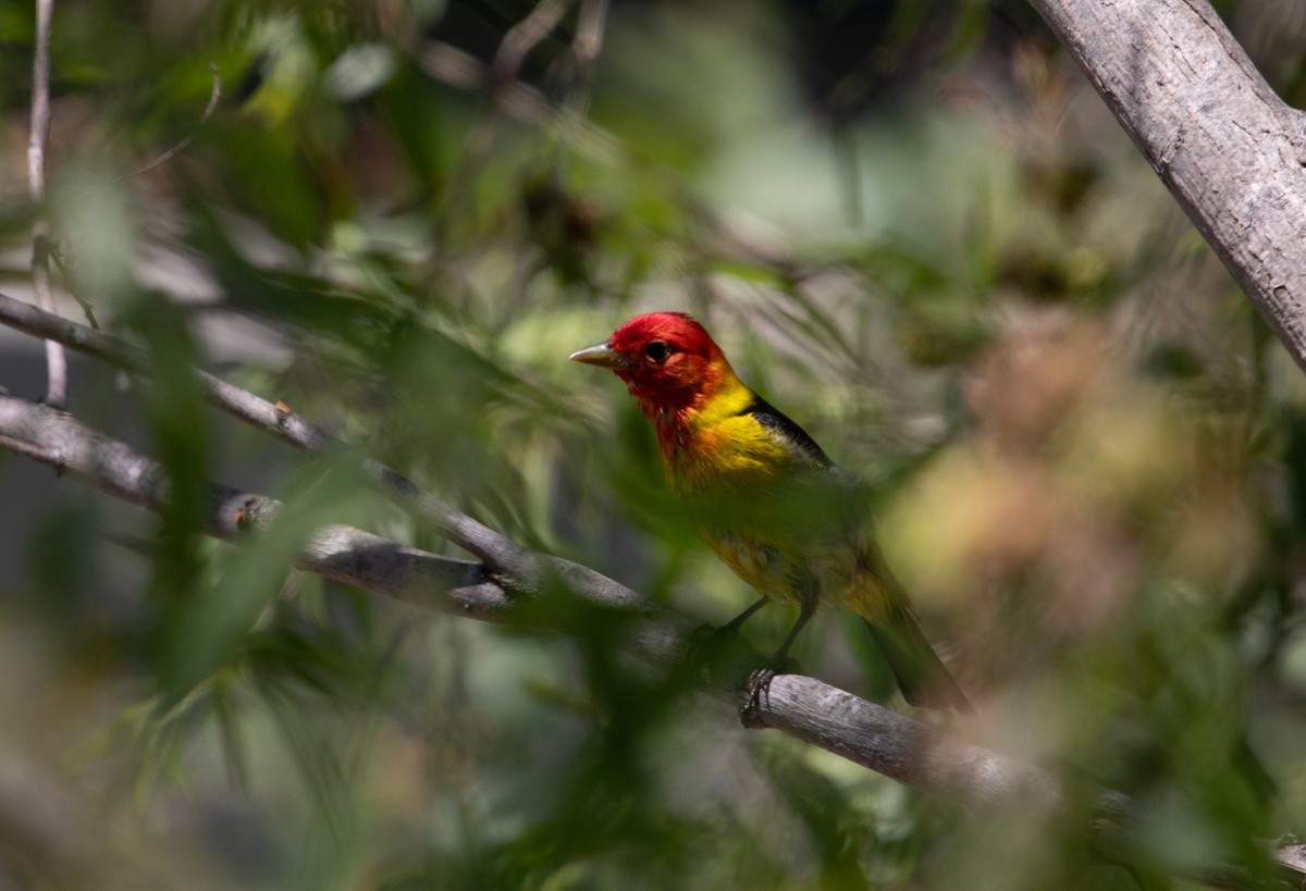 Western Tanager - ML618925042