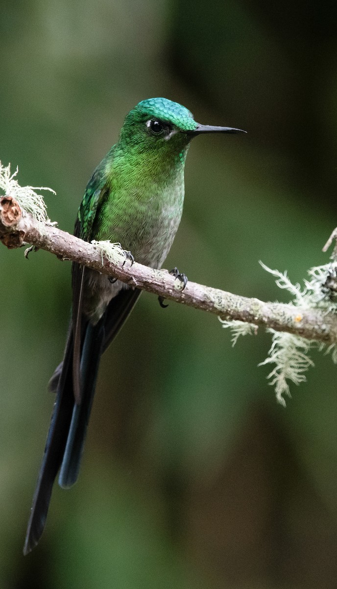 Long-tailed Sylph - ML618925108