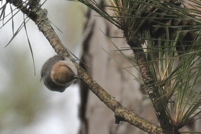 Brown-headed Nuthatch - ML618925117