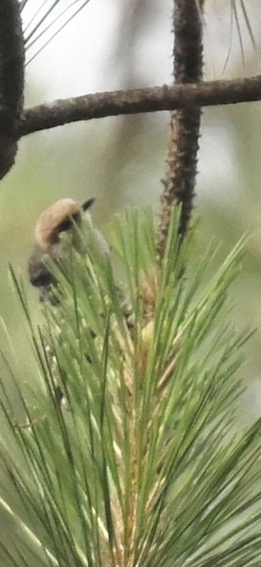 Brown-headed Nuthatch - ML618925118