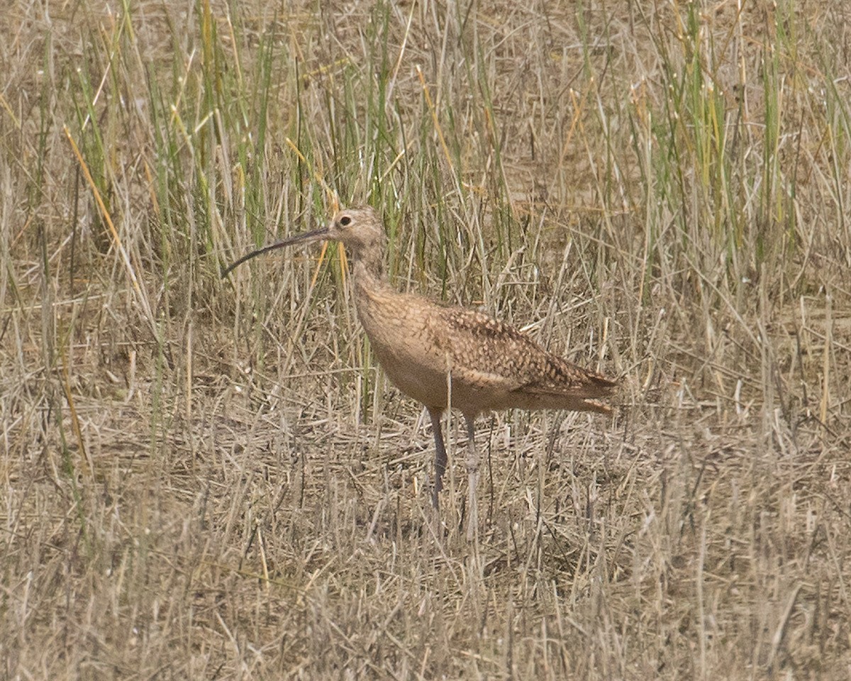 Long-billed Curlew - ML618925133