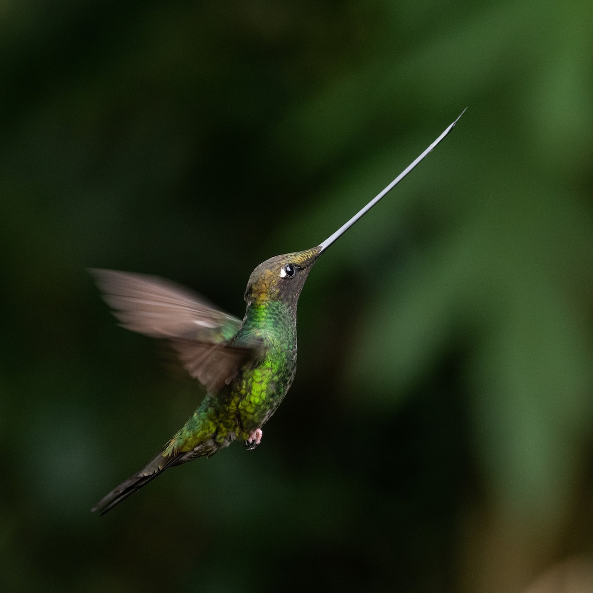 Sword-billed Hummingbird - ML618925149