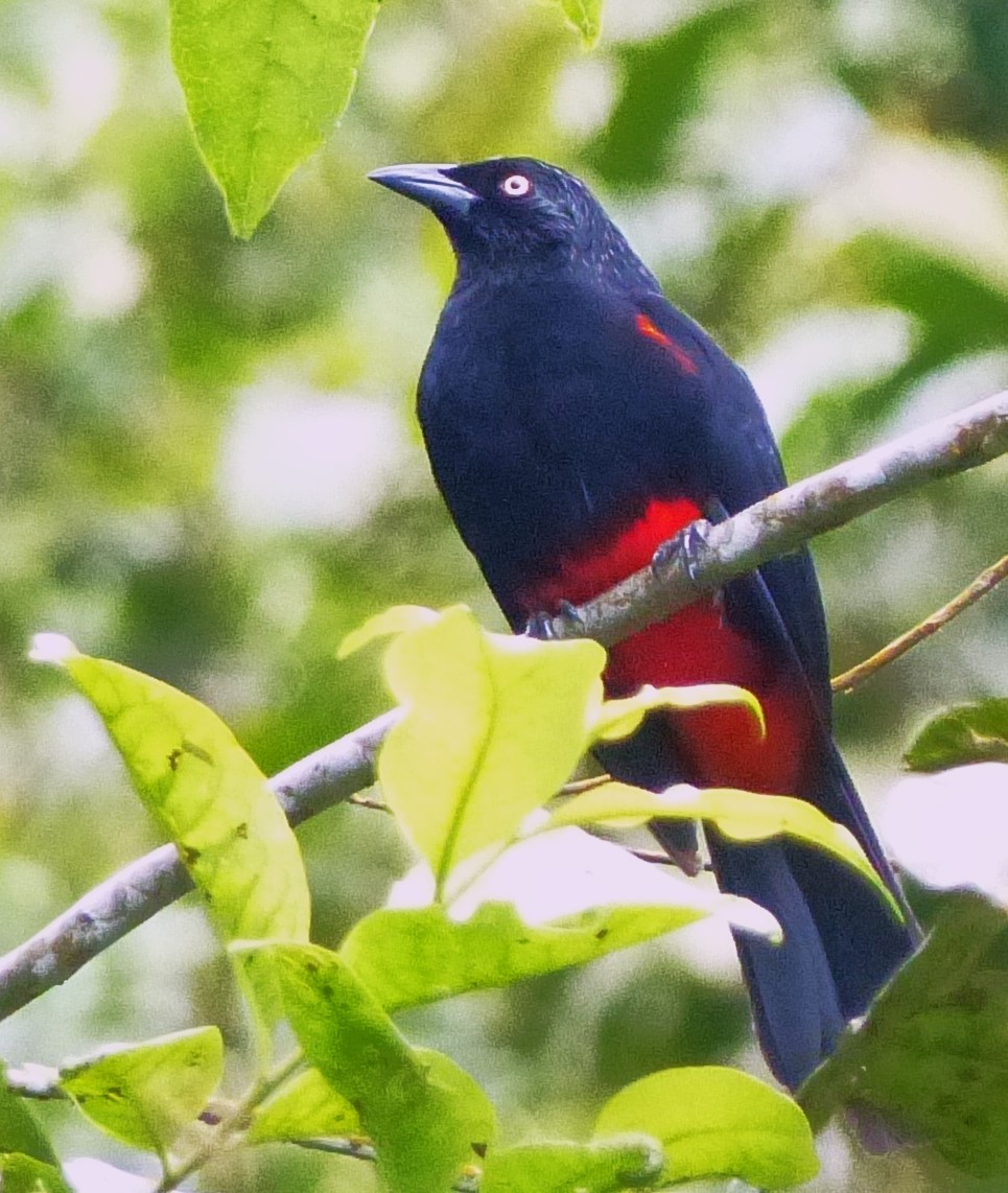 Red-bellied Grackle - ML618925192