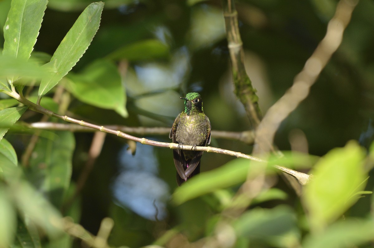 kolibřík dřišťálový - ML618925203