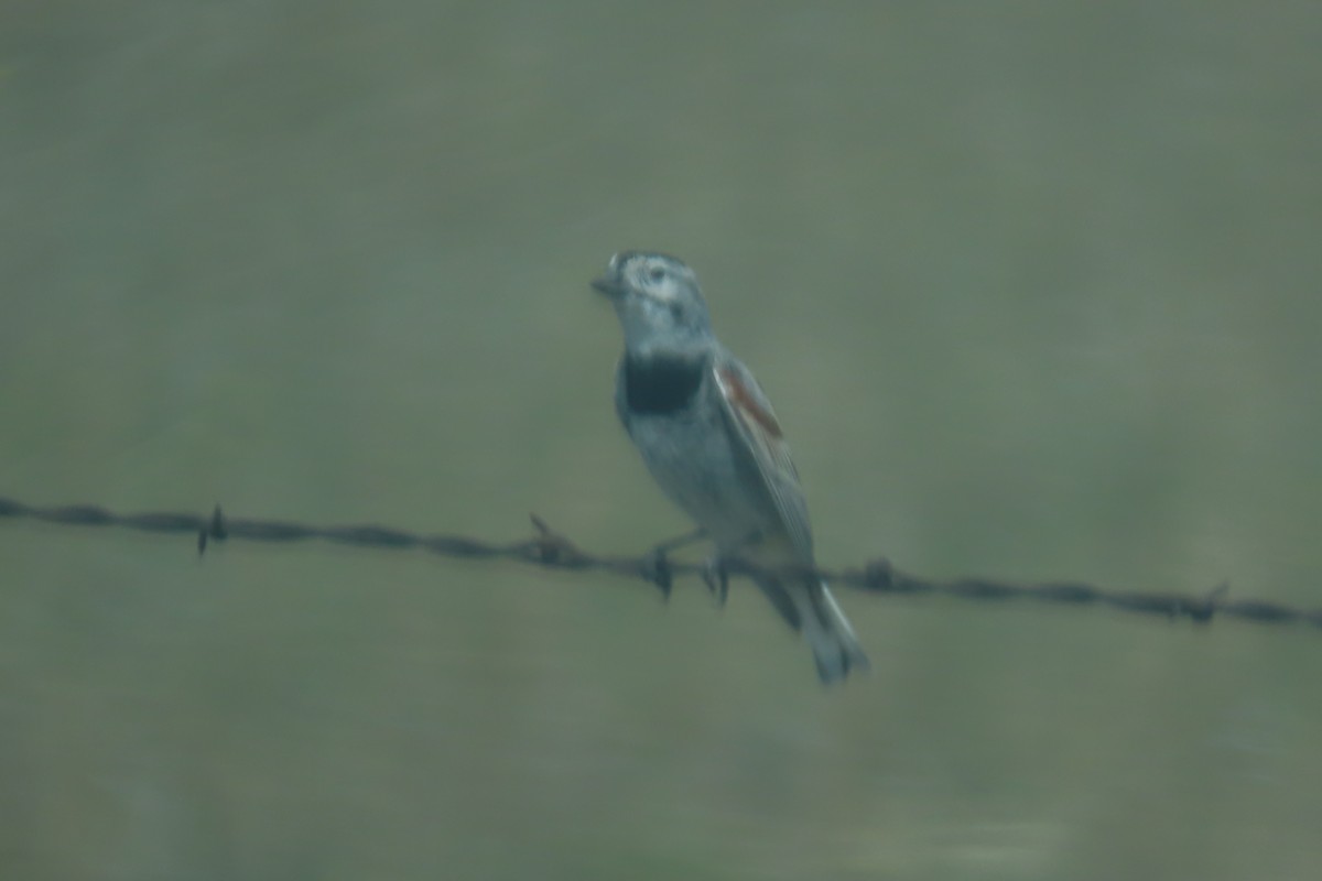 Thick-billed Longspur - ML618925212