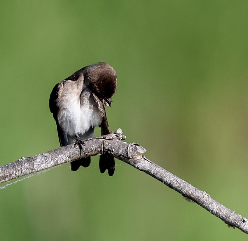 Northern Rough-winged Swallow - Donna Wilder
