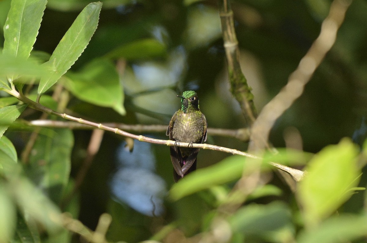 kolibřík dřišťálový - ML618925284