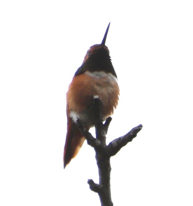 Allen's Hummingbird - ML618925296