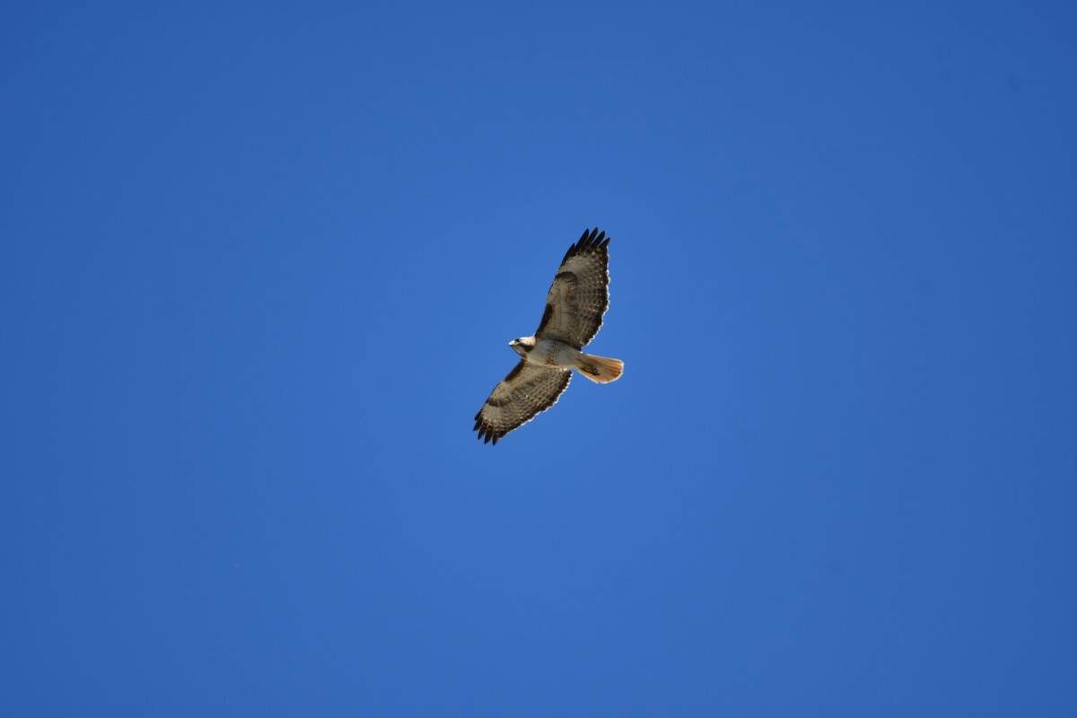 Red-tailed Hawk - ML618925308