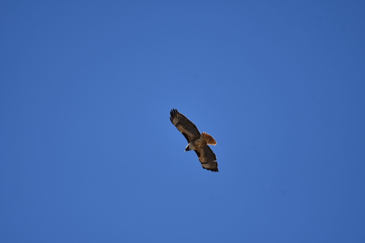 Red-tailed Hawk - ML618925309