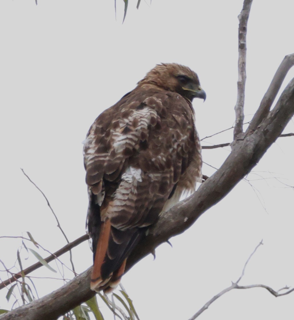 Red-tailed Hawk - ML618925310