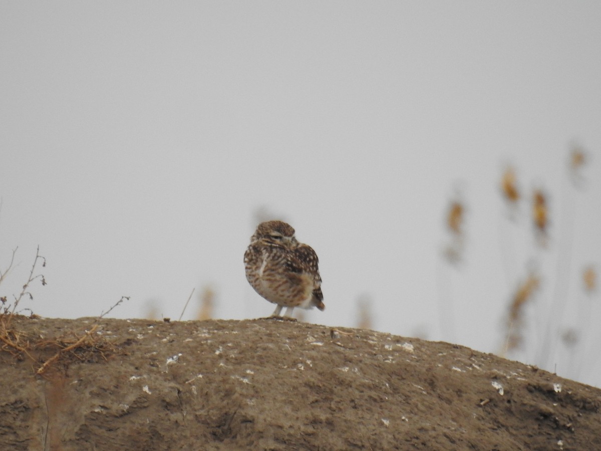 Burrowing Owl - ML618925328
