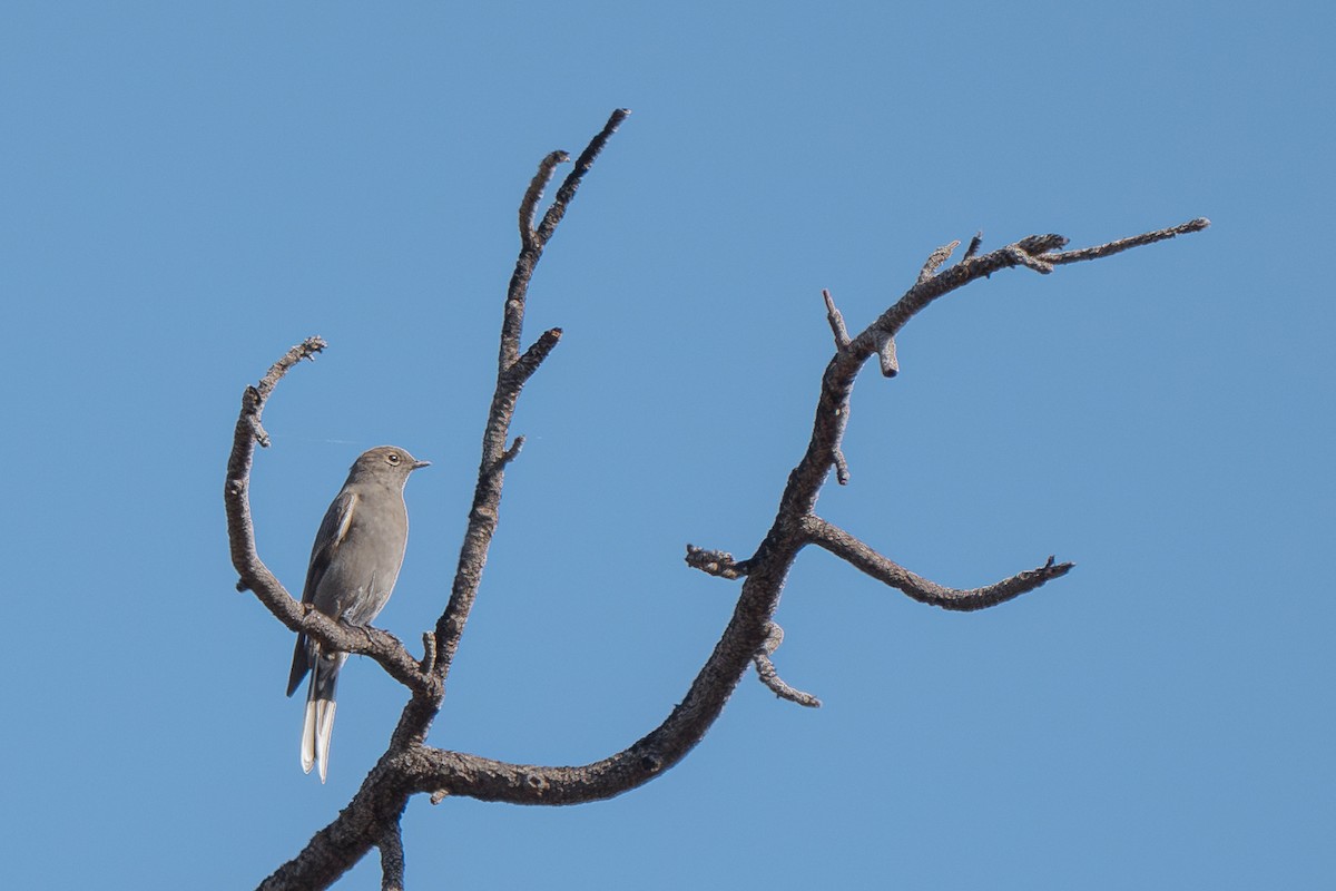 Townsend's Solitaire - Grace Oliver