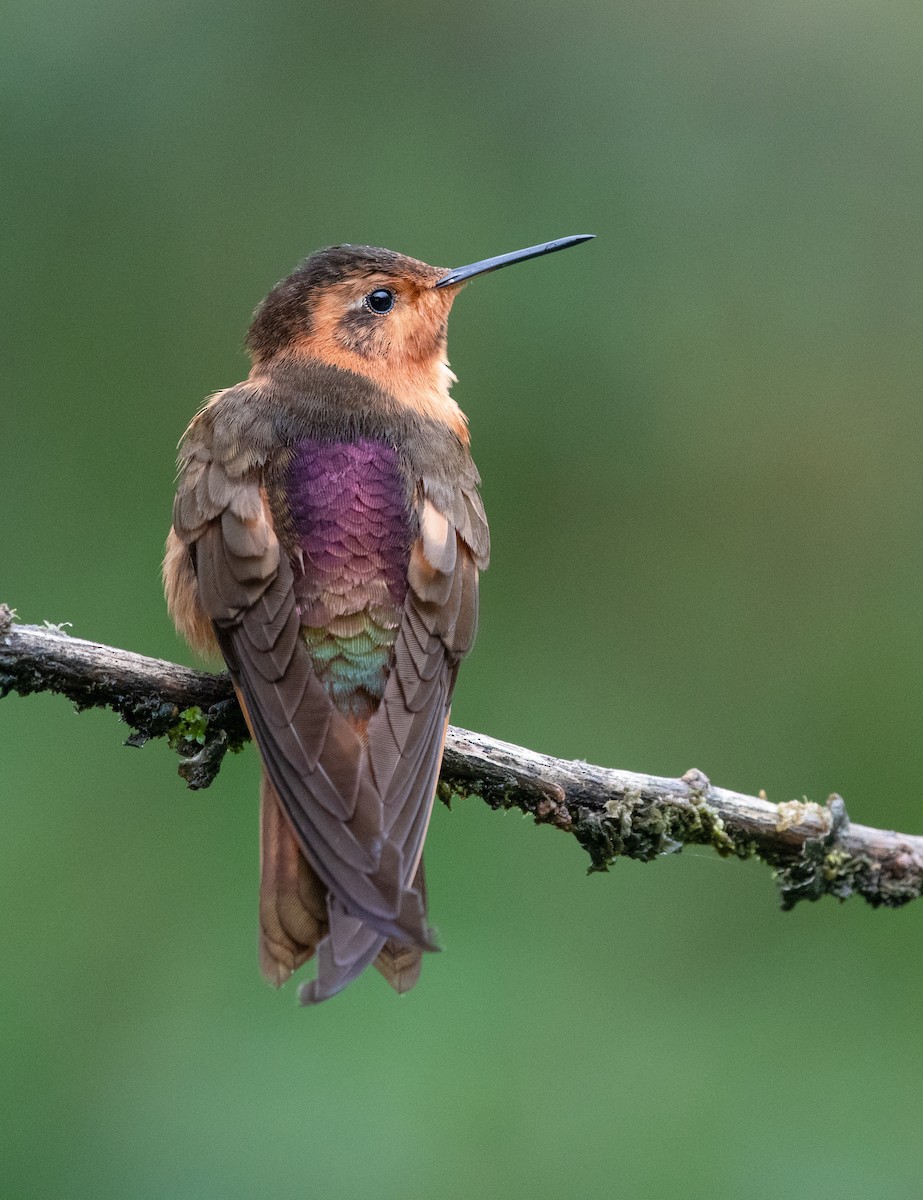kolibřík duhovohřbetý - ML618925448
