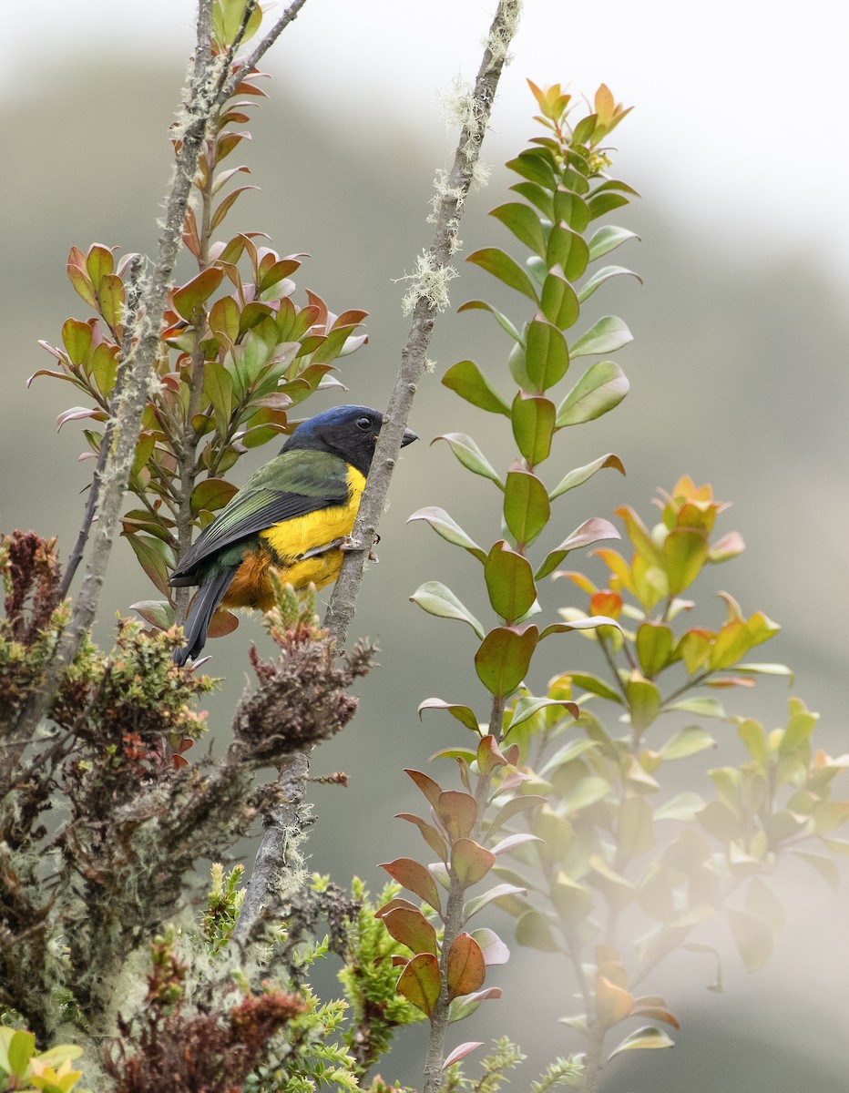 Black-chested Mountain Tanager - ML618925465