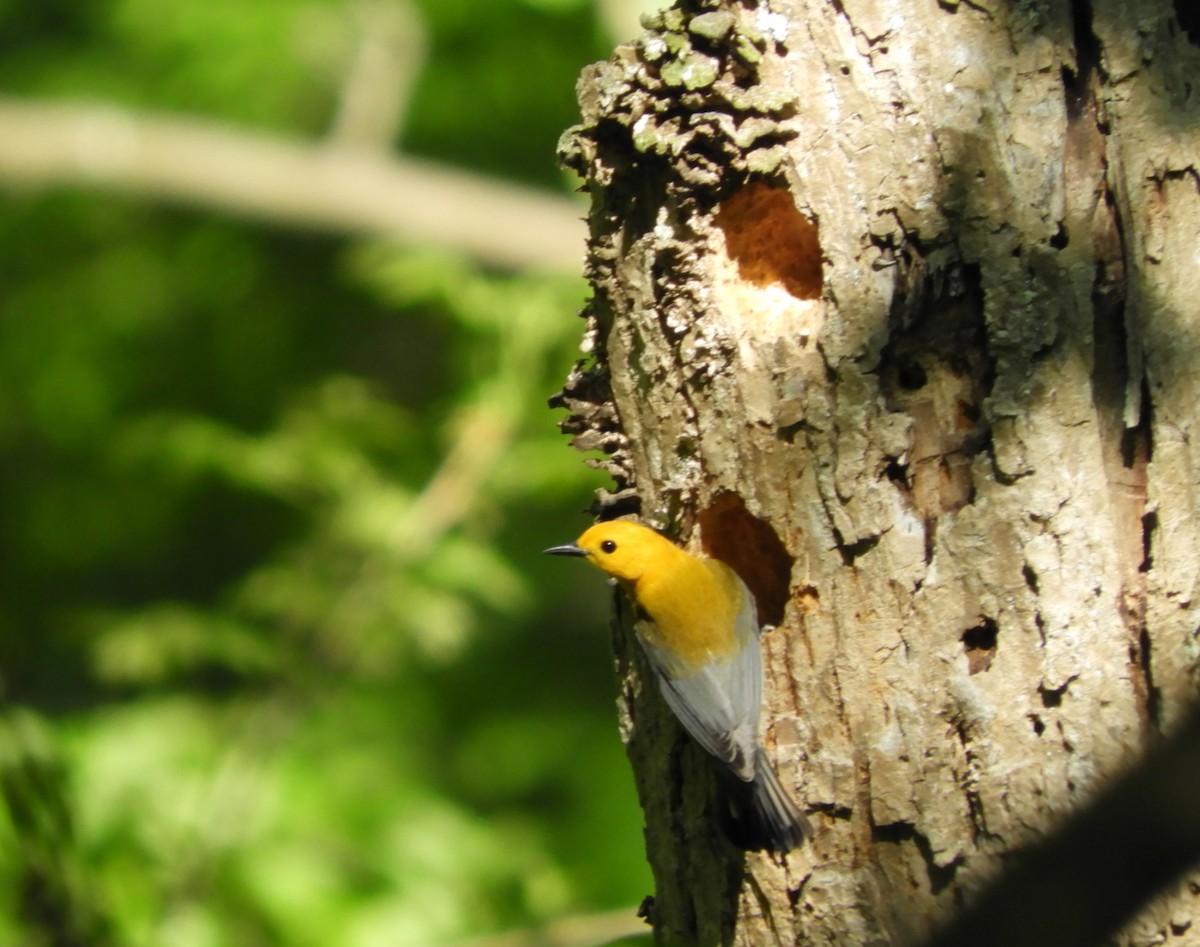 Prothonotary Warbler - ML618925467