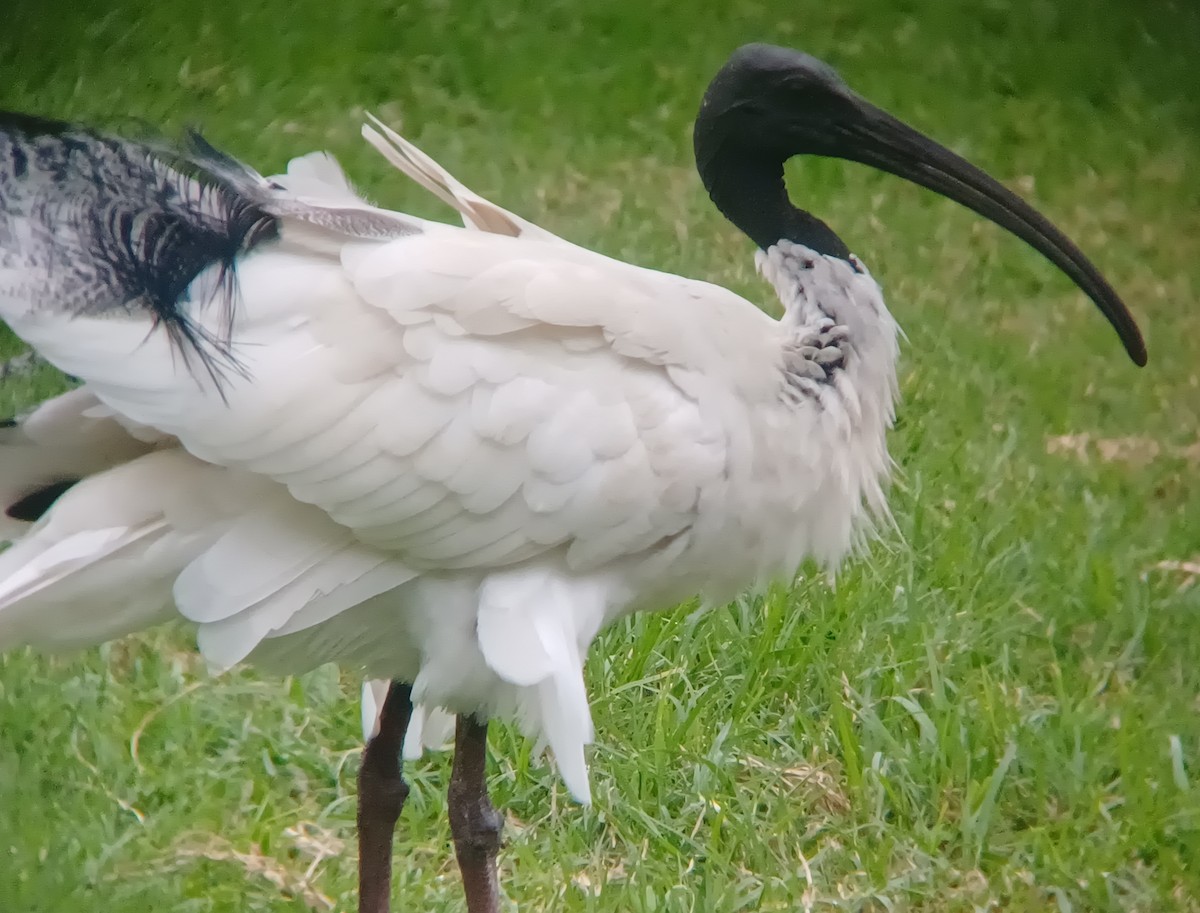 ibis australský - ML618925513