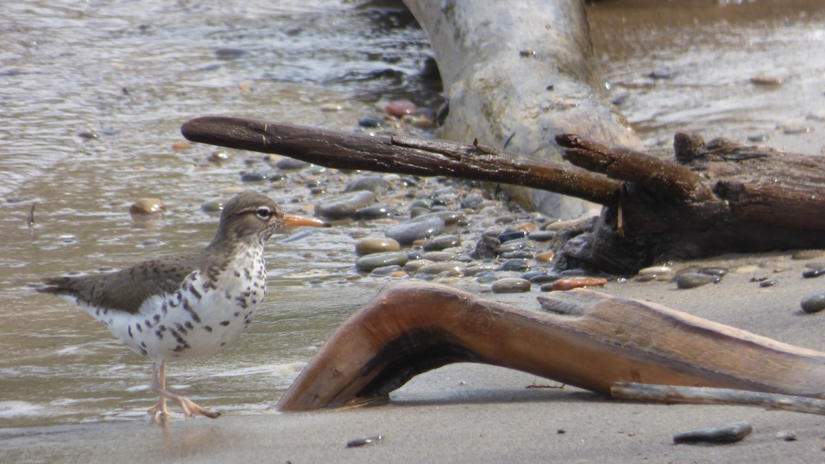Spotted Sandpiper - Chris Wei