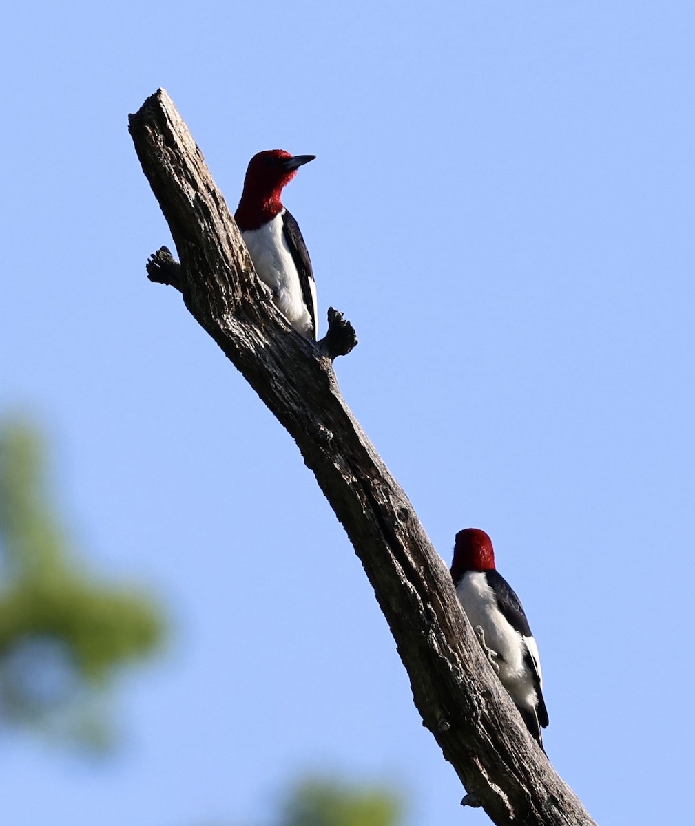 Red-headed Woodpecker - Donna Wilder