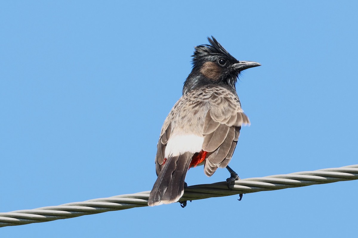 Red-vented Bulbul - ML618925532