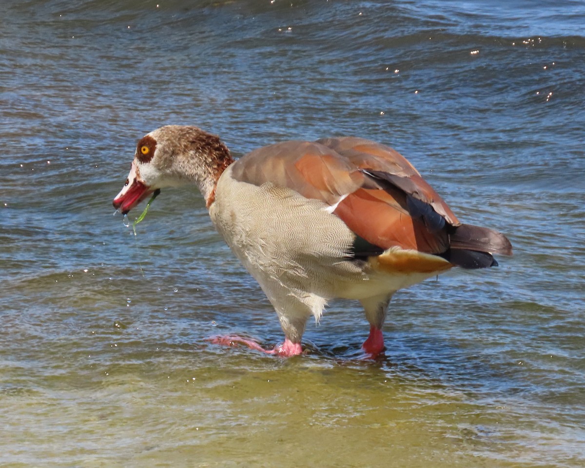 Egyptian Goose - Laurie Witkin